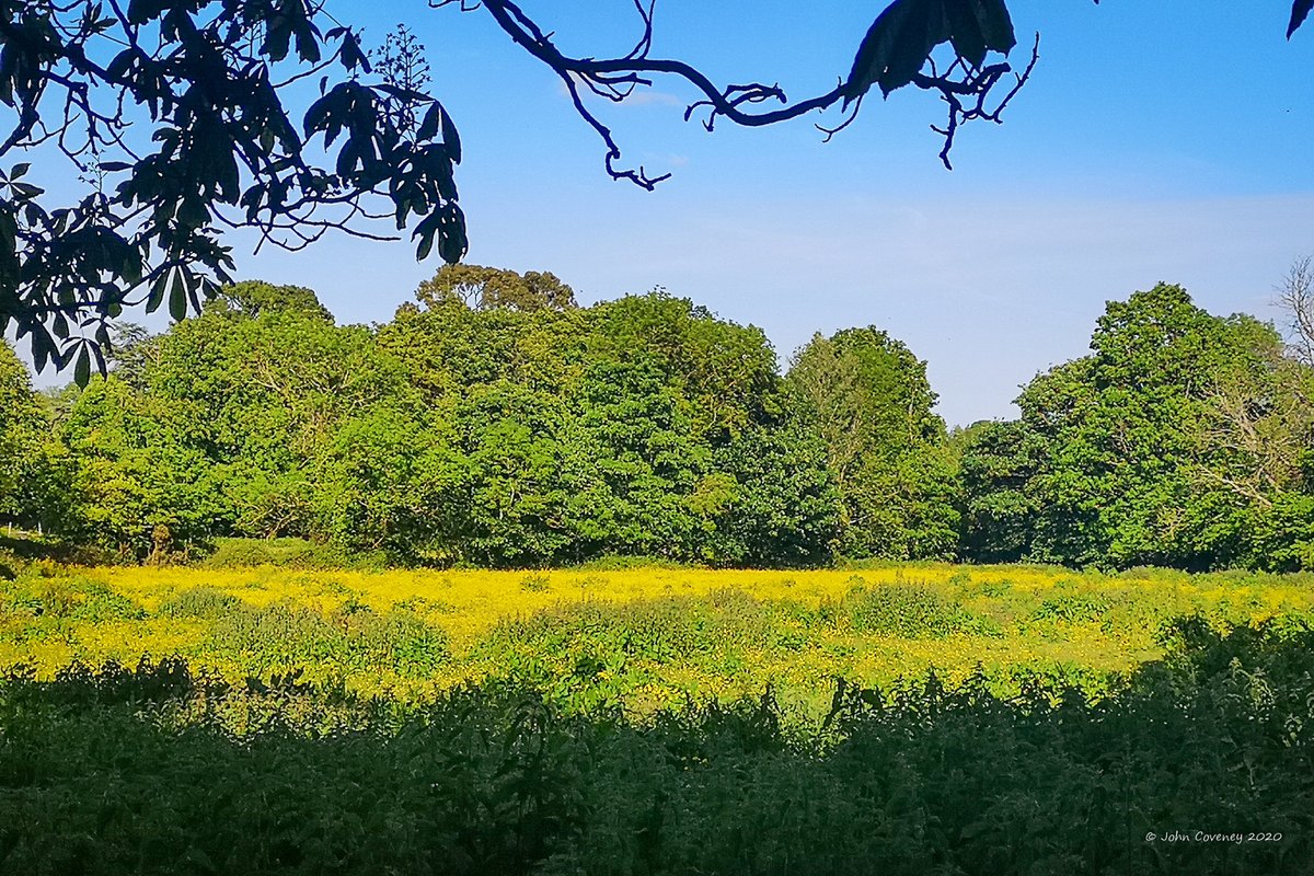 JohnC1809's tweet photo. Lots #equestrian activity around #Shankill & #Rathmichael on ☀️😎 Sunday walk. Causes many #weedy #flowery fields - now rare in intensively farmed countryside #Horses #Biodiversity #nettles #buttercups #yellow #docks @dlrheritevents @LoveSouthDublin @DubMountains @BioDataCentre https://t.co/v5cNb0Xfl9