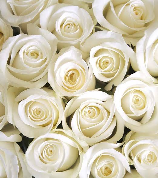 White Roses x Rhea #RheaSharma