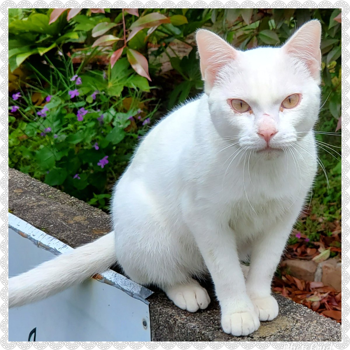 白い猫 白い猫