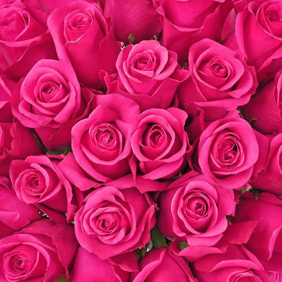 Roses x RheaHot Pink x Rhea #RheaSharma