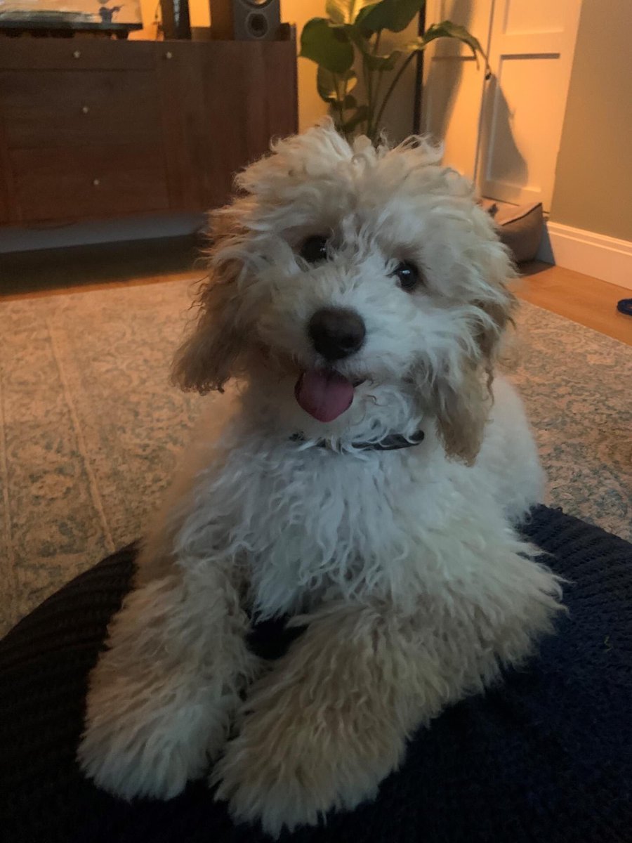 digbethestate's tweet photo. PET OF THE DAY 🐕

Ted is an extremely handsome Cavapoo! Aww. Thanks to Rich @OneBlackBear for the photo.  

Keep sending us your pet photos to social@digbeth.com 📸 https://t.co/7MWxTAQUpR