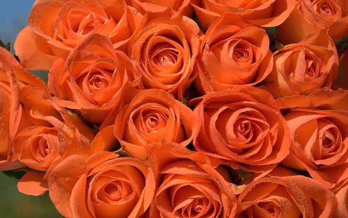 Orange Roses x Rhea #RheaSharma
