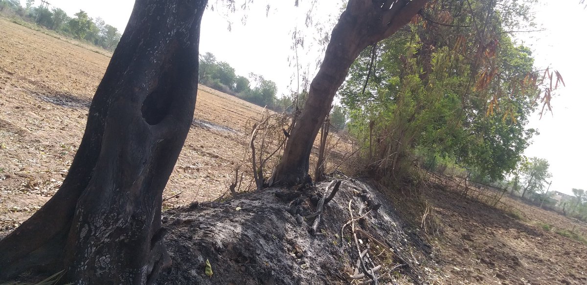 RahulGour9098's tweet photo. देखो श्री मान जिंदा पेङो में केसे लगाई है और पुलिस विभाग सुन ही नहीं रहा है @aajtak @narendramodi @JM_Scindia @ChouhanShivraj @ABPNews 
सबलगढ़ तहसील जिला मुरैना https://t.co/AfVso1nHj3