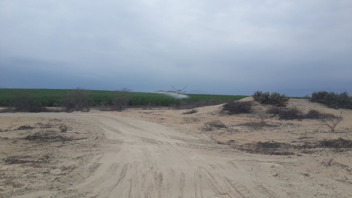 Перуд Элсэн цөлд авокадо тариалж Европ руу нийлүүлдэг.