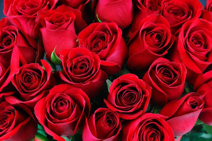 Red Roses x Rhea #RheaSharma