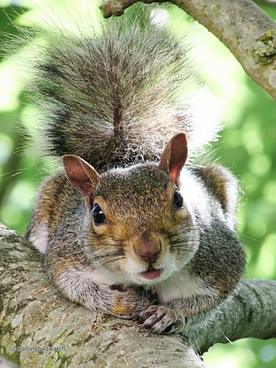 MartinCormican's tweet photo. @itvmeridian Grey squirrel enjoying the sunshine and relaxing for the day in our garden tree. https://t.co/7svFcFKjS1