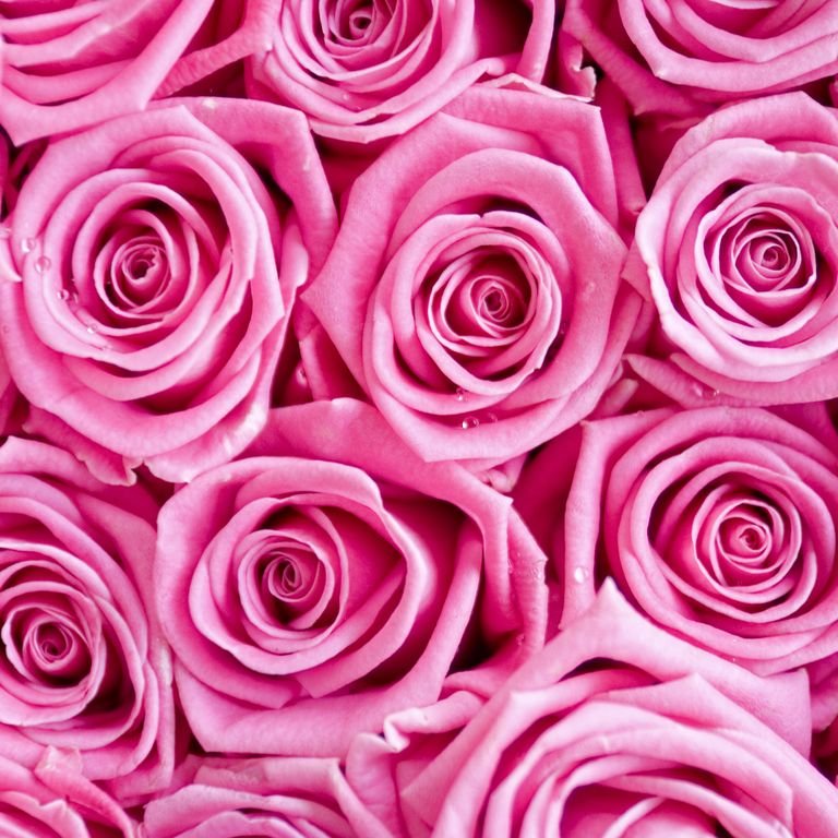 Pink Roses x Rhea #RheaSharma