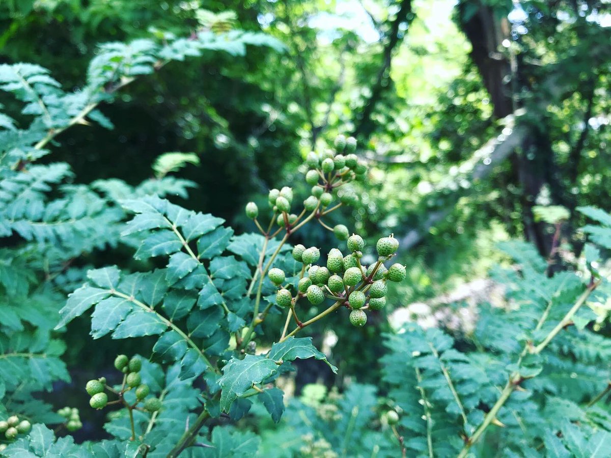 ipada_ism's tweet photo. 山椒の実☆
花山椒鍋の味をおぼえてから、春は裏山で山椒の花を探していた。
なぜか長いこと花は雌花かと思い込んでいた。
でも考えてみたら実がなる雌花は貴重だから採らないよね。

#イパダ #濱舘寛  #ガラス #ガラスアート #アート #工芸 #器 #うつわ #インテリア #小田原  #神奈川
#ipada https://t.co/qurMbgRp1e