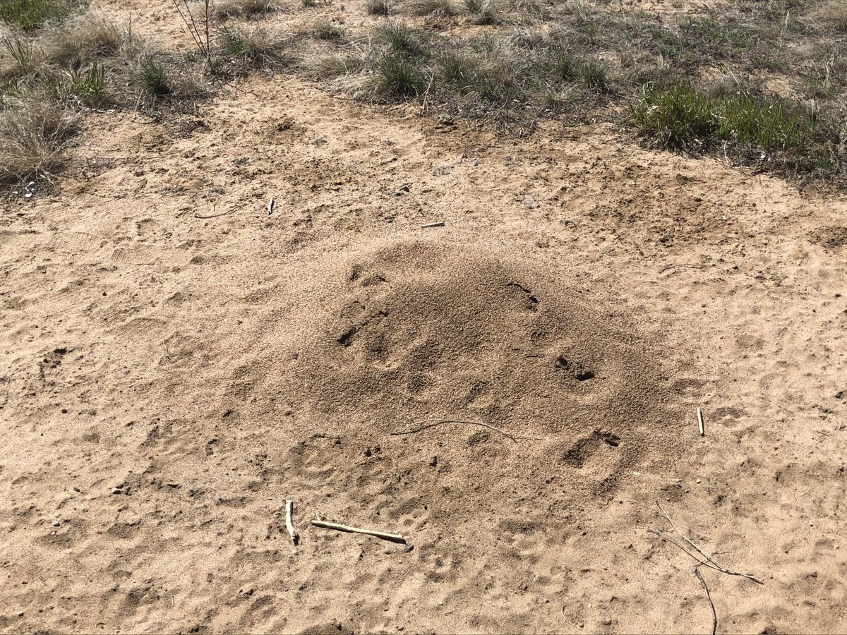 KonoldC's tweet photo. Swipe through the pics to see some big ol' ant hills Konold Pest Controlled. 🐜🐜🐜

#ants #harvesterants #pestcontrol #konoldpestcontrol #denverpestcontrol #pests #pest #bugs #bug #danger #dangerous #gotem #nomercy #pco #pmp #pestmanagement #ilovemyjob #entrepreneur #boss https://t.co/ujjJlK490Y