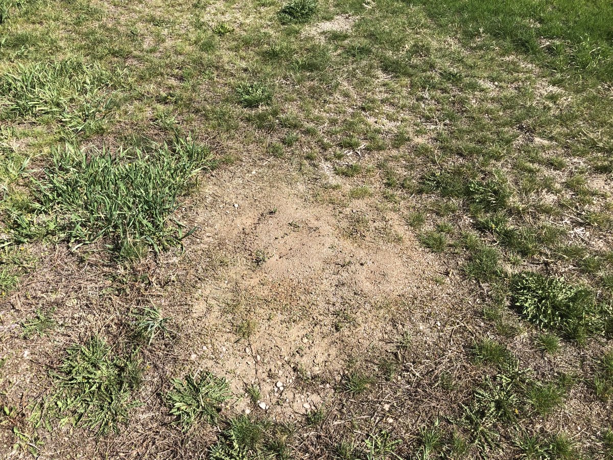 KonoldC's tweet photo. Swipe through the pics to see some big ol' ant hills Konold Pest Controlled. 🐜🐜🐜

#ants #harvesterants #pestcontrol #konoldpestcontrol #denverpestcontrol #pests #pest #bugs #bug #danger #dangerous #gotem #nomercy #pco #pmp #pestmanagement #ilovemyjob #entrepreneur #boss https://t.co/ujjJlK490Y