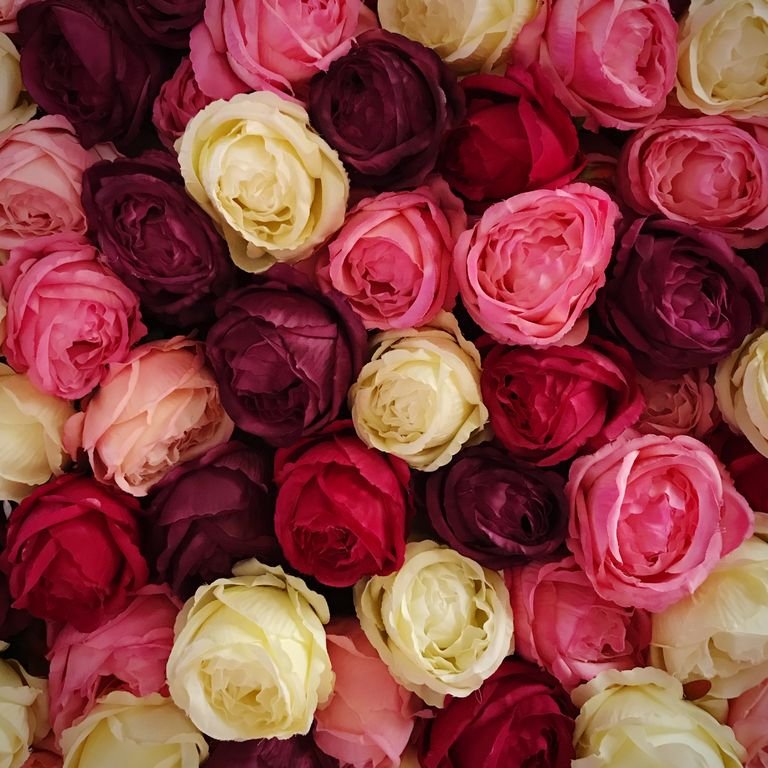 Colorful Roses x Rhea #RheaSharma