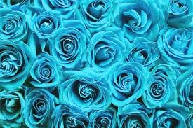 Blue Roses x Rhea  #RheaSharma