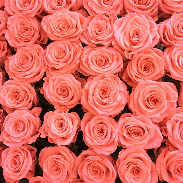 Coral Roses x Rhea #RheaSharma