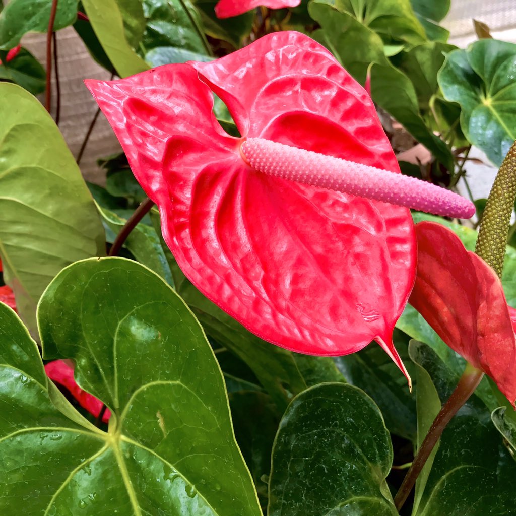 うりん ホウライシダは 普段シダってあんま見ないんだけど 植物園の滝を見ながら観てたら結構可愛いなと ゴツゴツした岩肌とのコントラストがいい 例えがアレだがおっさんと少女みたいな そんな感じでいい
