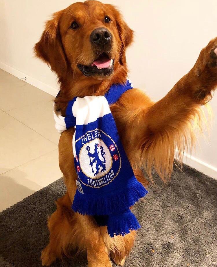 chelsea fc dog jersey