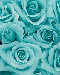 Blue Roses x Rhea #RheaSharma