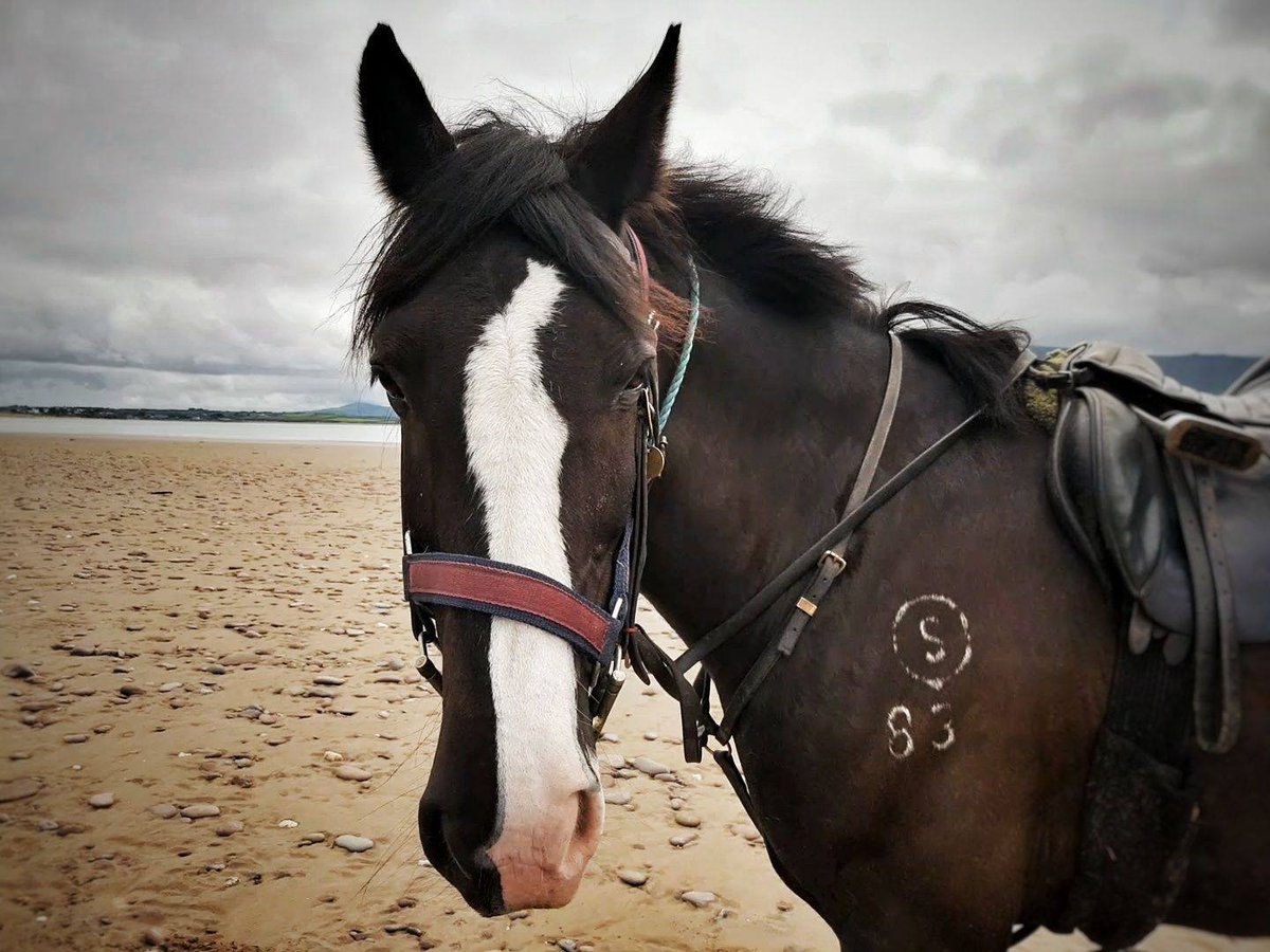 killarneystable's tweet image. Our handsome boy Pascal at Rossbeigh Beach 🏖️

Where are all the other handsome boys from ? 💕

#Killarneyridingstables #HorseridinginIreland #Killarneynationalpark #DaytourKillarney #Horses #Lovehorses #LoveKillarney #Kerry #Horseriding #killarney #killarneylakes
