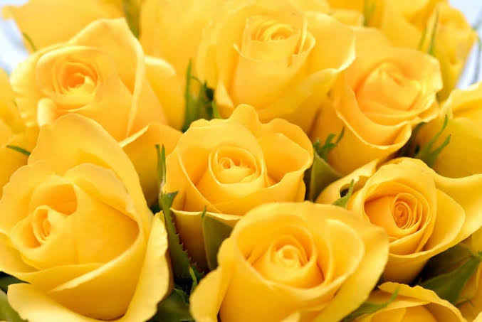 Yellow Roses x Rhea #RheaSharma