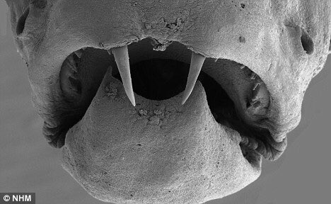 These impressive looking fangs (left) belong to the Dracula fish, Danionella dracula, but don’t be alarmed these fish are only ~15mm longThe fangs aren’t even real teeth but protrusions of the jawMales spar w/ them opening their jaws as wide as possible & nudging one another