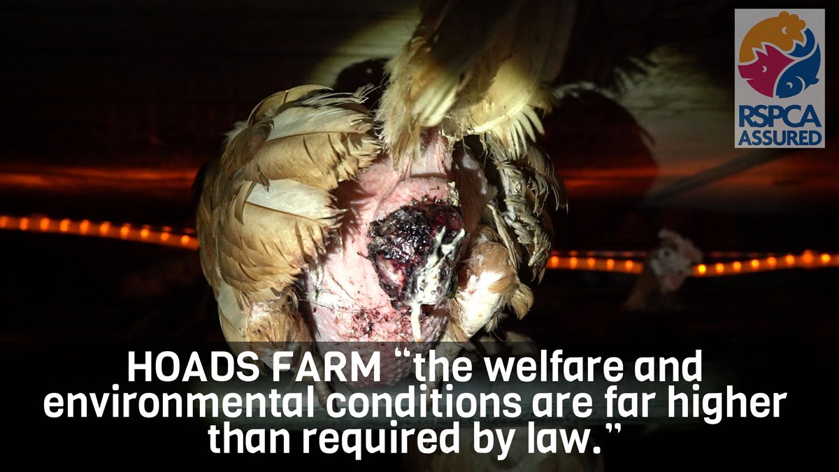 piggly_ash's tweet photo. Hens are treated as though they are machinery for the egg industry. However they are individuals, who deserve bodily autonomy and freedom. #exposefreerange #eggs #hoadsfarm #eggrecipes https://t.co/zUi9GNTWba