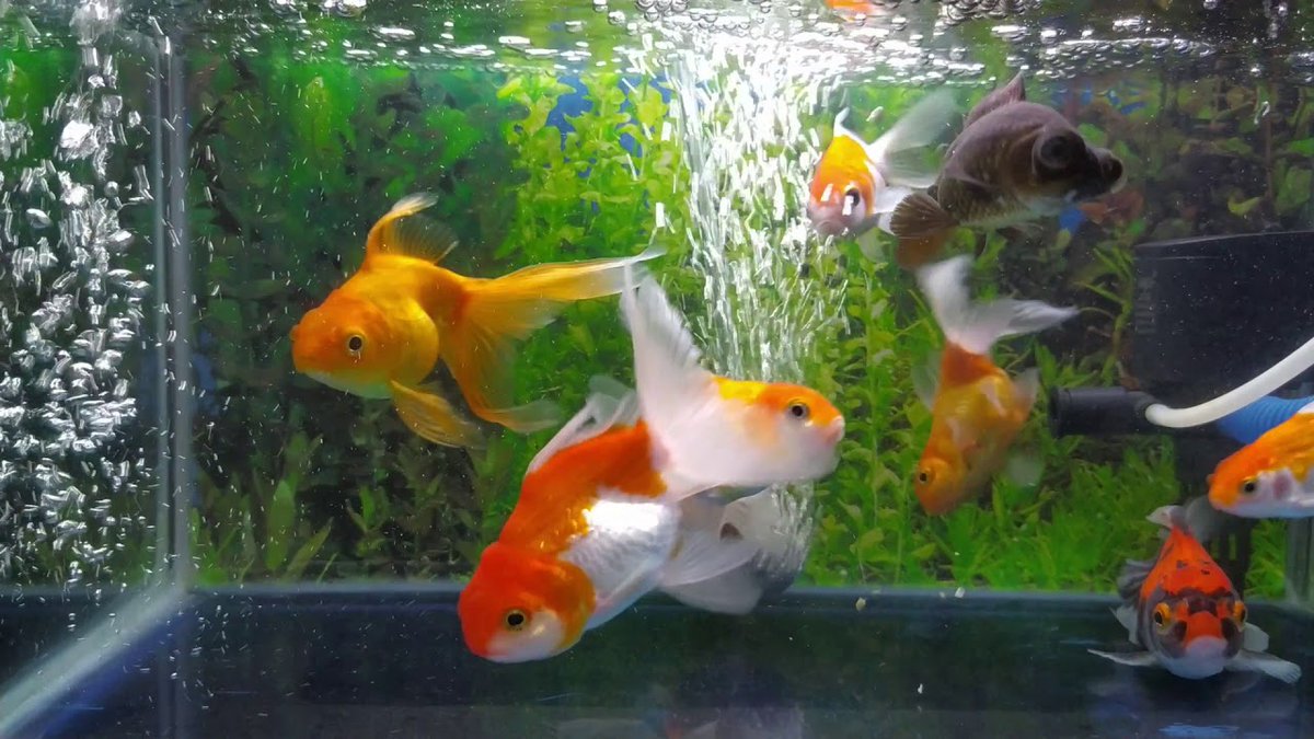 liexin91's tweet photo. Hiburan di kalah wfh..
#ikan #koki #ikankoki #ikanmas #hiburan #akuarium #aquarium #airtawar
https://t.co/q1LbrwPCrl https://t.co/ezBGCD6ZV1