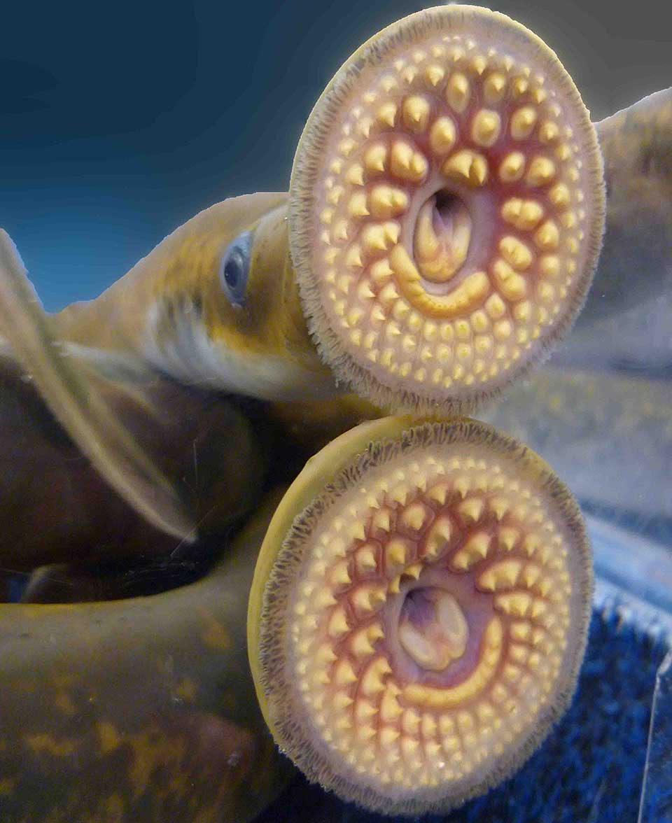 Native to N & W Atlantic Ocean, the sea lamprey is a primitive, parasitic invert. An efficient killer of various fish sp, its suction-cup mouth, ringed with sharp teeth, uses its tongue to rub away the flesh so it can feed blood & body fluids.  #WorldDraculaDay  #MonthlyTweetOff