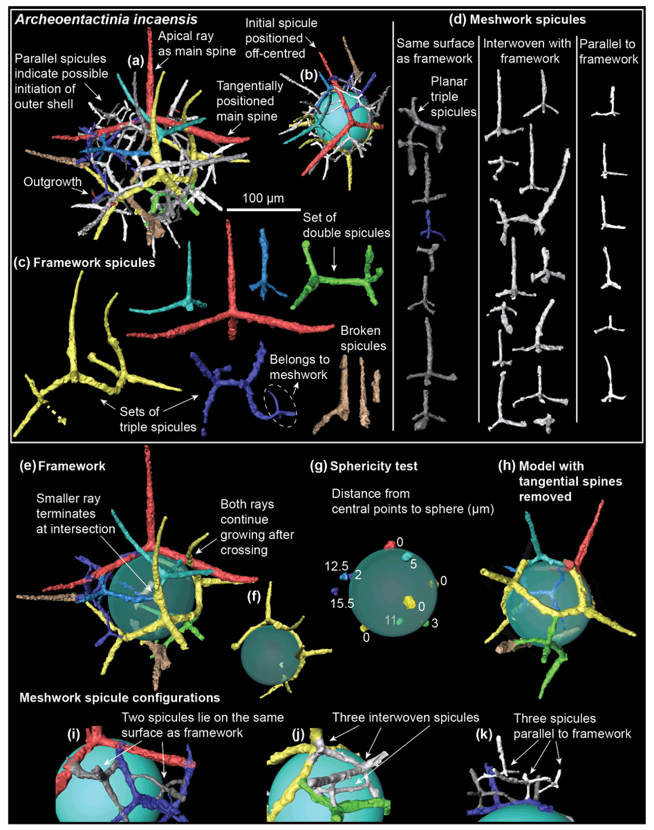 SarahKachovich's tweet photo. Revolutionary research that will change how we think about &amp; do early #Paleozoic #radiolarian taxonomy!

In a new paper lead by @JianiSheng, a digital sphere was inserted into 2 spicular, Middle Cambrian, #MicroCT rads &amp; a spicule genesis was discovered! https://t.co/tZMKwfTlSS https://t.co/1dvnJYx3TC