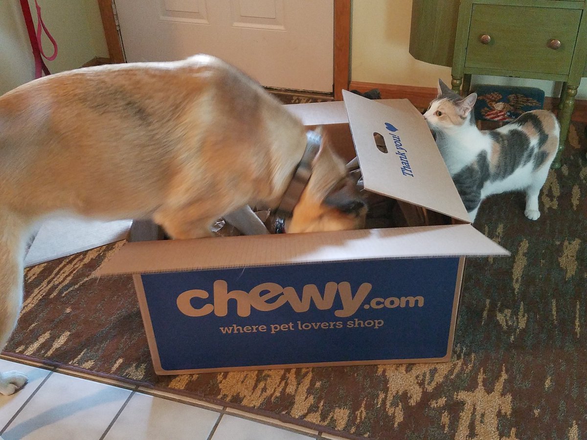 jesslovesbbq's tweet photo. Got a new @Chewy order today! Staci thinks these boxes are equivalent to her birthday and Christmas all in one. She loves to empty them herself! Today's selections: 4 new #benebones and #proplan sport! #exciteddog #happydog #superchewer https://t.co/CbykWpHYCz