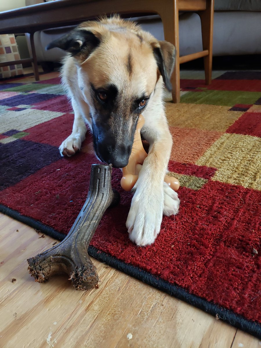 jesslovesbbq's tweet photo. Got a new @Chewy order today! Staci thinks these boxes are equivalent to her birthday and Christmas all in one. She loves to empty them herself! Today's selections: 4 new #benebones and #proplan sport! #exciteddog #happydog #superchewer https://t.co/CbykWpHYCz