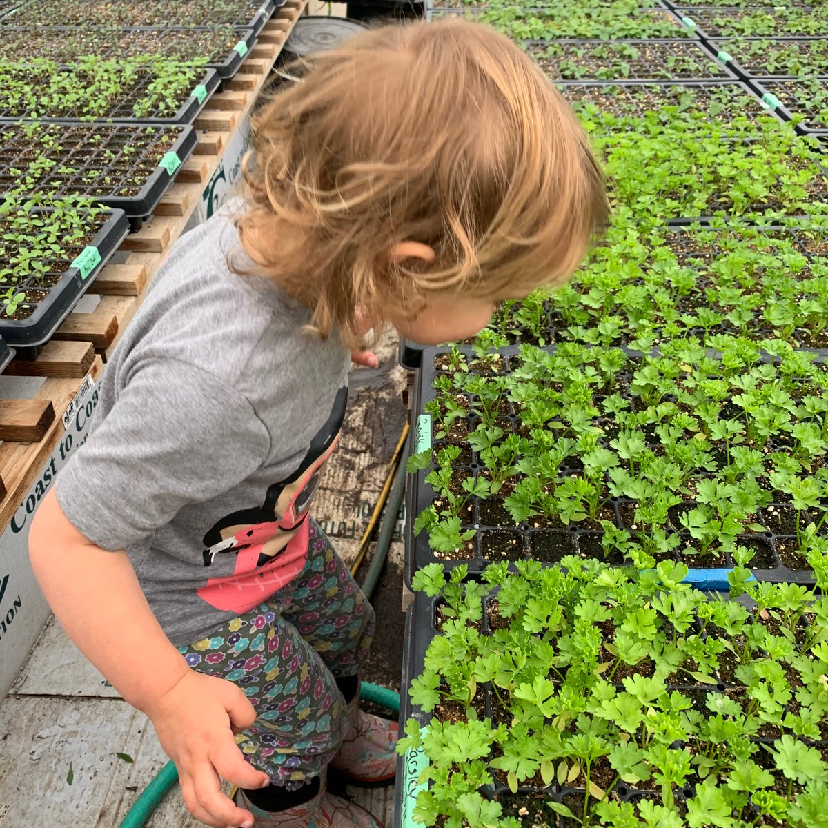 ChickadeeFarmHe's tweet photo. No roses yet so we stopped to smell the parsley. Check out our online store to get your own fragrant package delivered to your door. https://t.co/GySurocH0T

#smallfarmlife #smelltheroses #organichebs #yeglocal #organicfood #parsley https://t.co/7OwH9Y8MzU