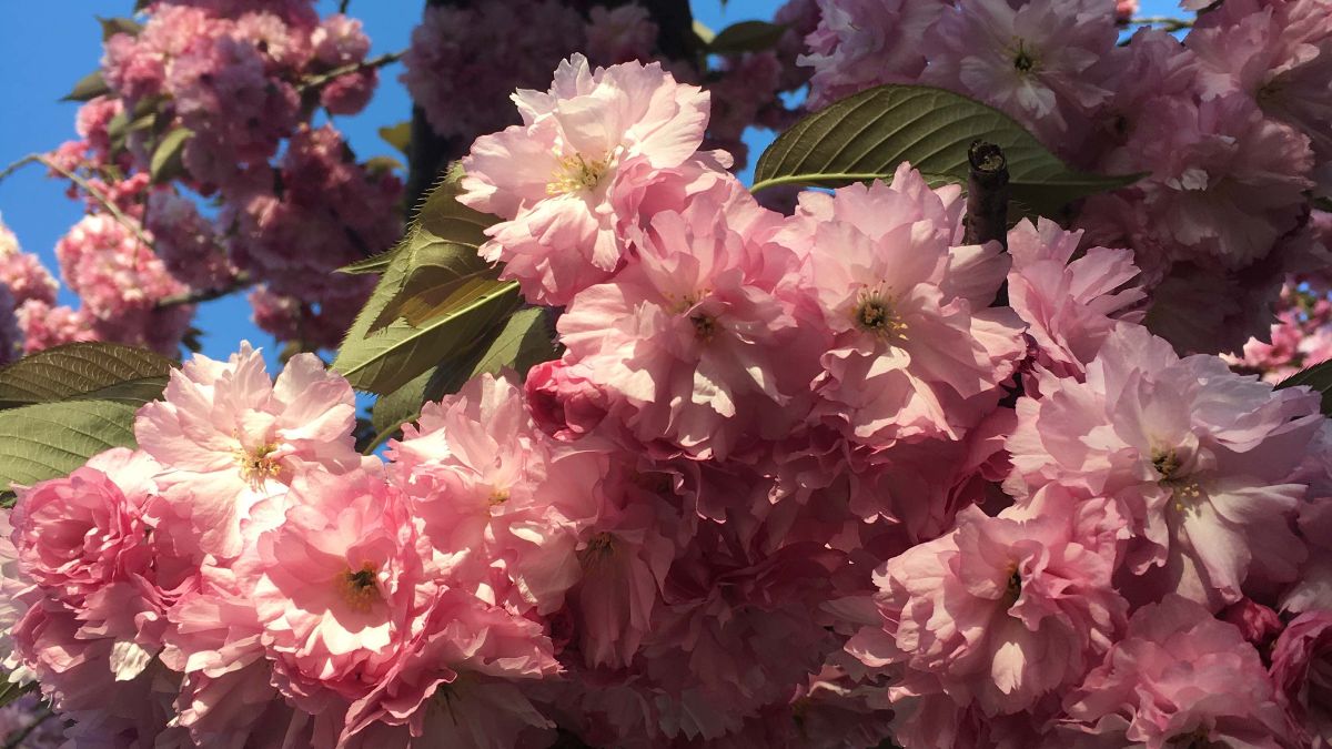 400yrs's tweet photo. May Newsletter: Quarantine Offerings, including a webinar with IOBY, an uplifting evening of speeches and songs with Voices of a People's History, and new content on University of Orange's Digital Campus! - https://t.co/swT2pOaZQX https://t.co/SjEfDaYACA