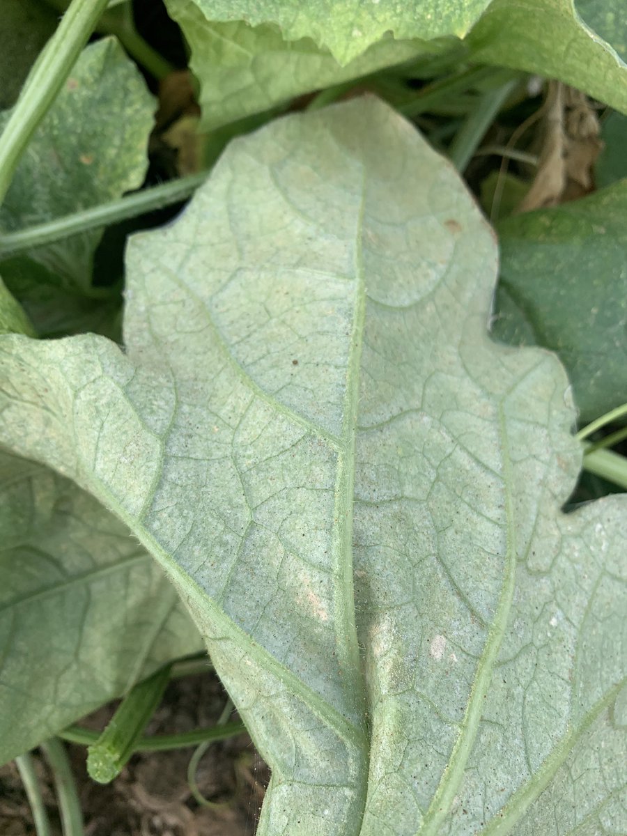 simonperex's tweet photo. Con la subida de temperaturas ya se están viendo grandes daños de #tetranychus #urticae en #melon de #invernadero
Una plaga bastante problemática si no se toman las medidas necesarias...
#melon #plaga #plagas #agriculture #agricultura #agricultura_covid19 #AgriculturaFamiliar https://t.co/DVFdFup3Gr