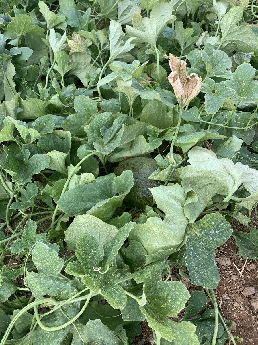 simonperex's tweet photo. Con la subida de temperaturas ya se están viendo grandes daños de #tetranychus #urticae en #melon de #invernadero
Una plaga bastante problemática si no se toman las medidas necesarias...
#melon #plaga #plagas #agriculture #agricultura #agricultura_covid19 #AgriculturaFamiliar https://t.co/DVFdFup3Gr