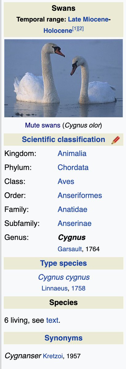 Sʜuᴊɪ ōᴛᴏᴍᴏ Swanlingとも言うみたい Cygnetは白鳥を表すラテン語cygnusから来ているのだそう 白鳥の属もcygnus