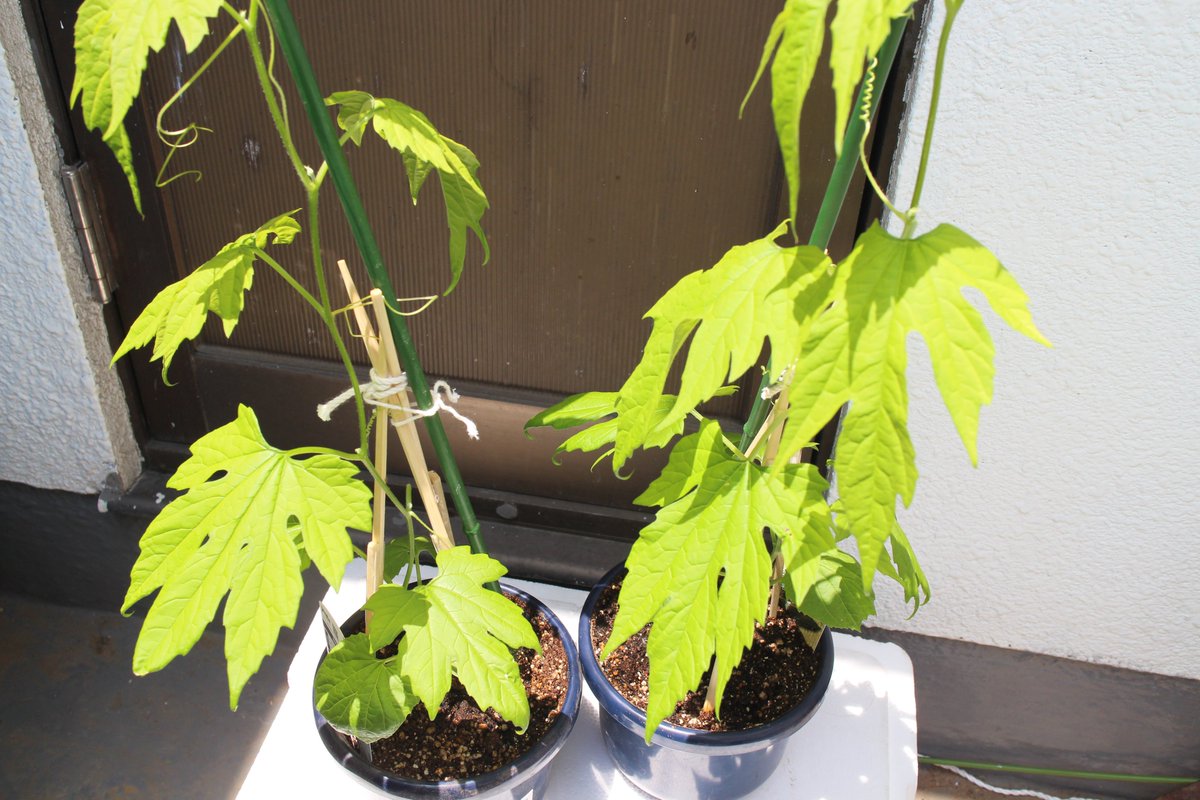 leaf5293's tweet photo. ぼちぼち暑くなりそうなので🌞、今年もプランターにゴーヤを植えよう (*´∇`)ﾉ https://t.co/HHN8m15r0F