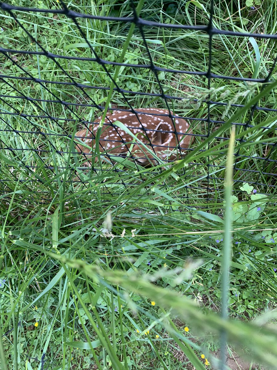 Gus, the #GSP, found this newborn inside of our 8 foot garden fence. We opened the gate last night and I couldn’t sleep worrying its mother would abandon it, but it was gone this morning. #nature #freckleddogfarm @visitmiddleburg @dmhitchcock88