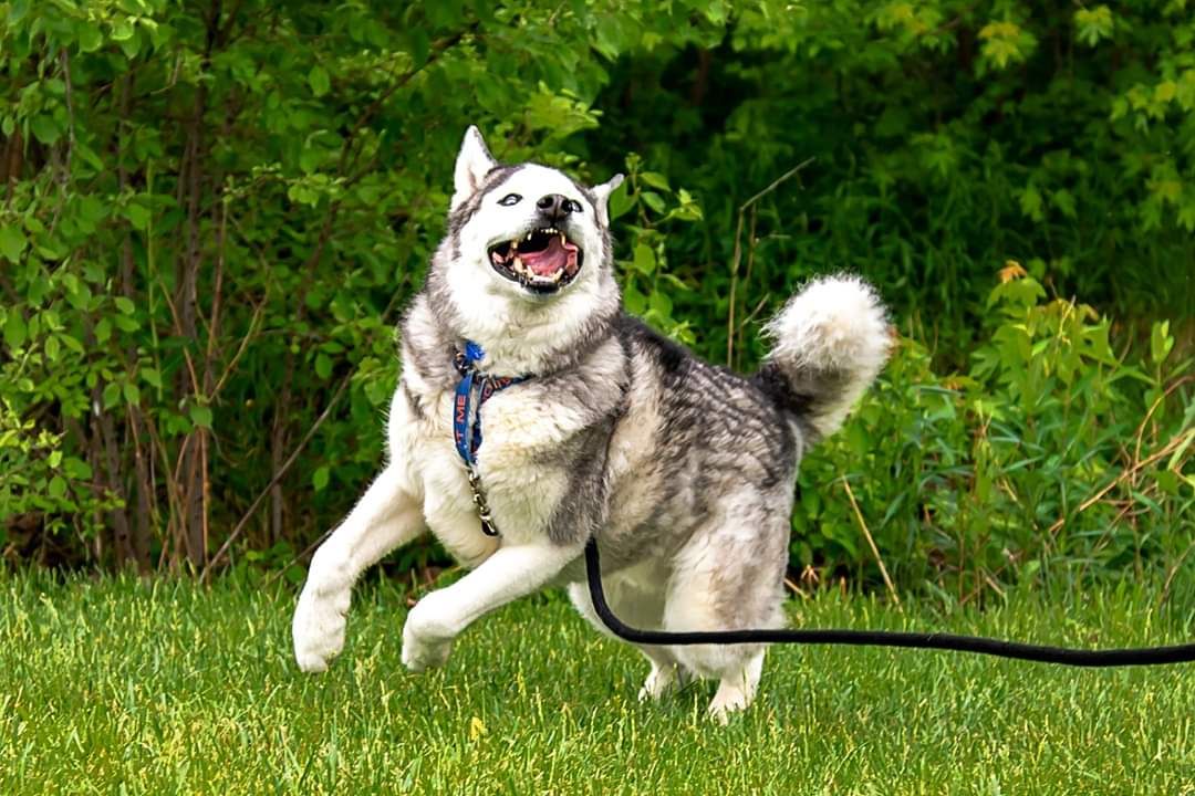 TaysiaBlue's tweet photo. Dixon may have senior status, but he still has a spring in his step! Give this big love of a man a happy forever at https://t.co/gejzRJR1kl 💙 https://t.co/JZQfFzjgwa