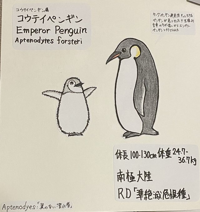 皇帝ペンギンのtwitterイラスト検索結果 古い順