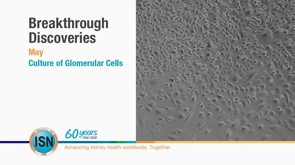  Culture of Glomerular Cells https://www.theisn.org/60th-anniversary/breakthrough-discoveries/breakthroughs-in-may/culture-of-glomerular-cells  #ISN60years