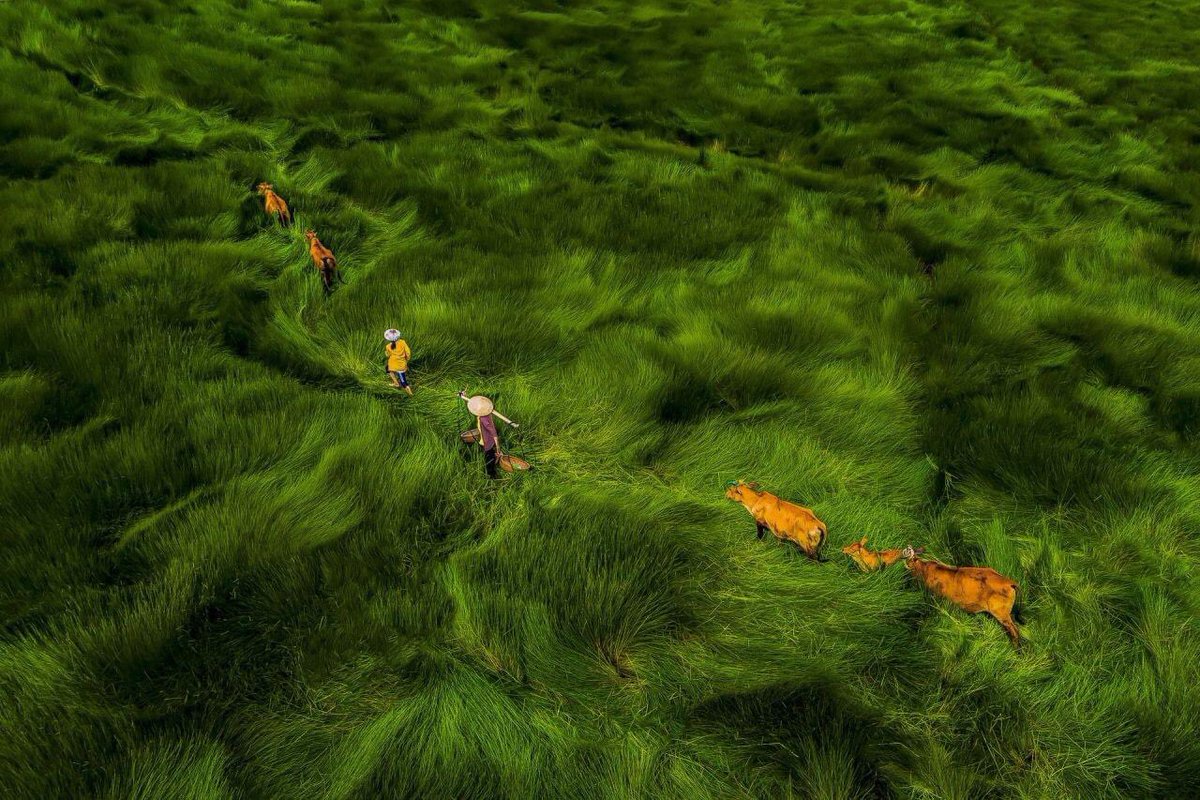 magazinedemode's tweet photo. Vietnamese farmers harvest water chestnuts in fields of blowing waves of grass during lockdown.
.
#demode #demodemagazine #vietnam #vietnamesefood #vietnamese #farmer #farmers #crop #crops #vegetablegarden #vegetation #veganrecipes #vegan #vegetarianrecipes #vegetarian #food https://t.co/pJTfAr8s6Y