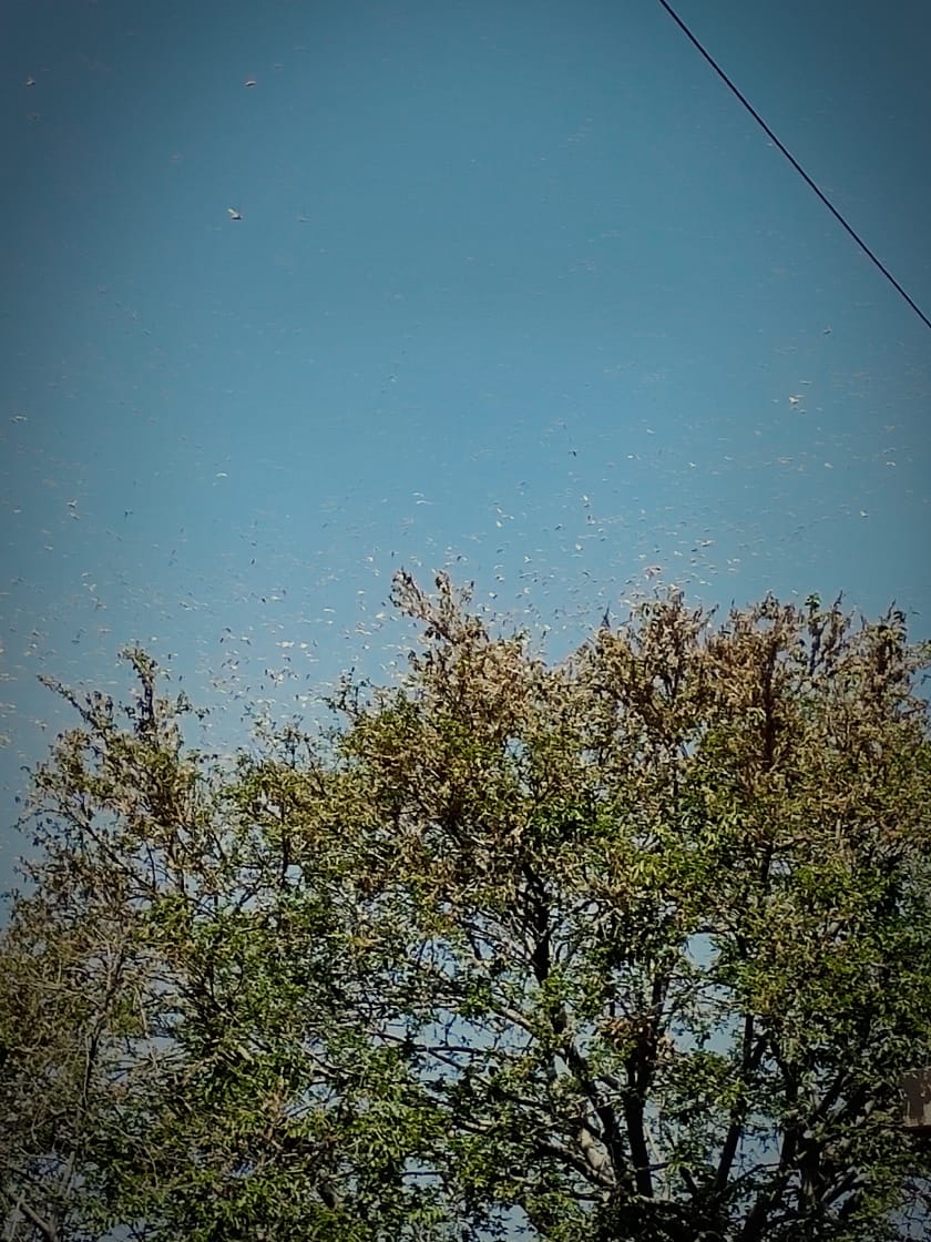Shreeyad40's tweet photo. The nature is sending us the message .
.
.
*And this time it's for real .
#LocusAttack #Locusts #locustswarms #nature #NewsAlert #NewsUpdate #attack #message #Locustswarm #RajasthanNews https://t.co/Xgg8SNzd48