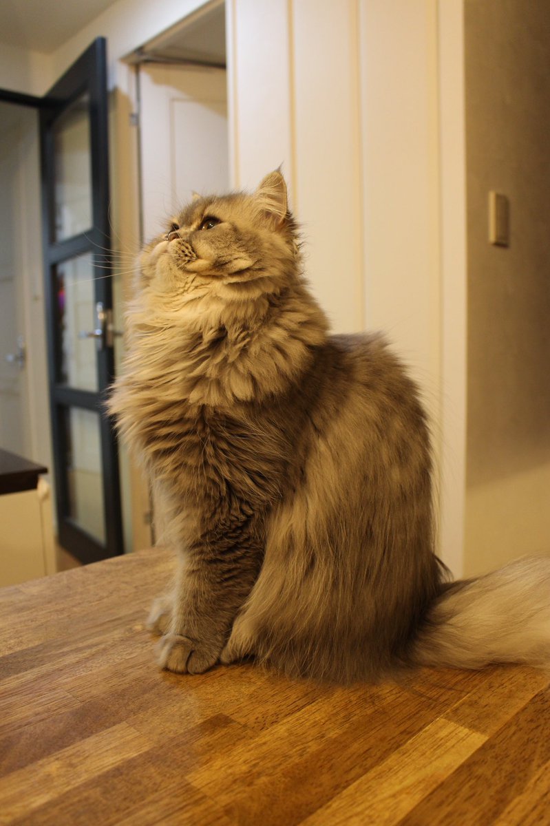 しらす ミヌエット 成猫に向けて 頼もしい姿になってきたね この角度だとほんと顔ぺちゃんこなの目立つー 猫 しらす 日常 ぶさ猫 ぶちゃかわ 顔ぺちゃ ペット ミヌエット ペルシャ マンチカン かわいい 子猫 新米 飼い主 猫好き 猫が