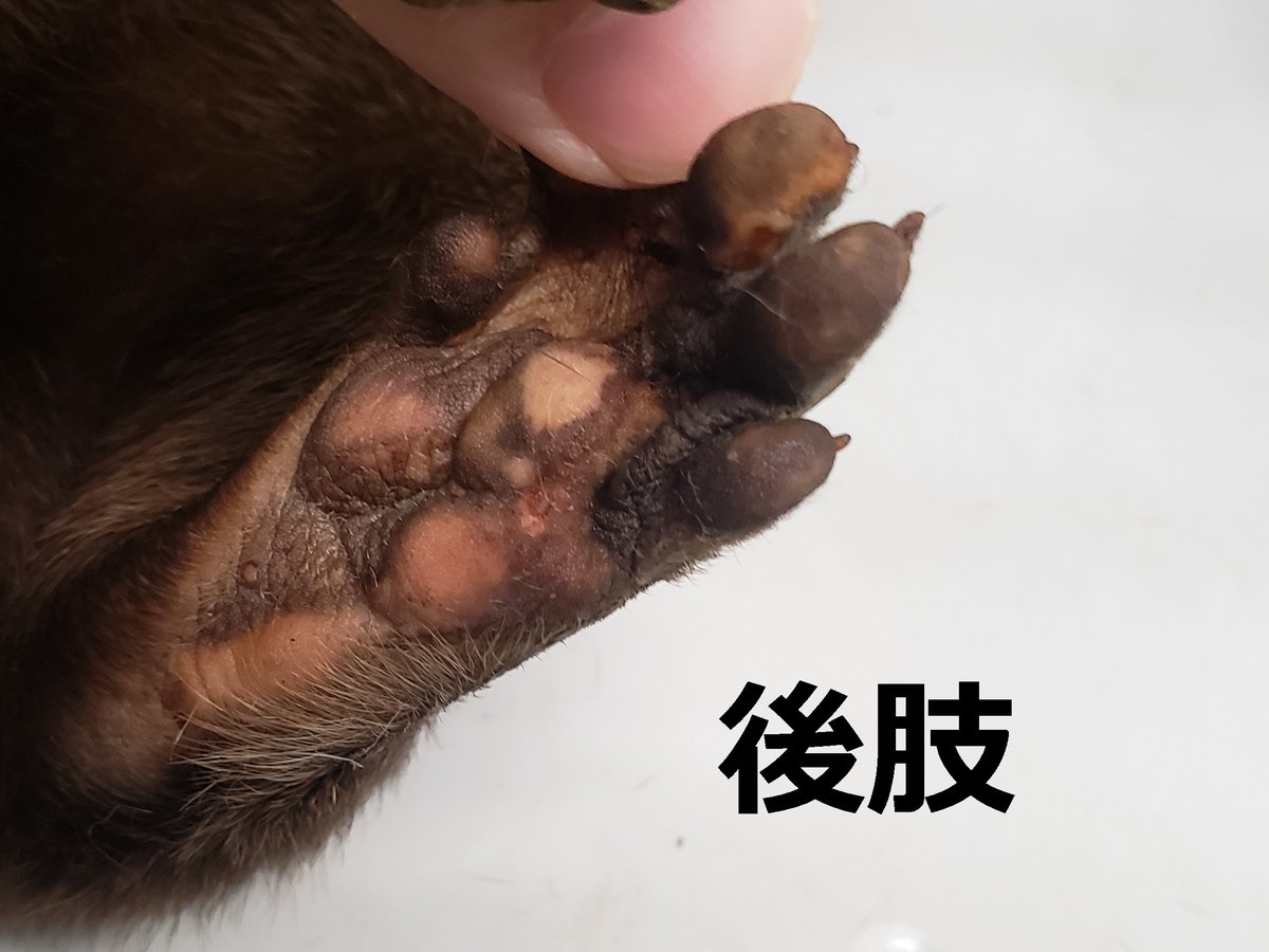 サンシャイン水族館 小爪カワウソ コツメカワウソは指先に小さな爪があることからこの名前がついています ちなみに 手のひら 足の裏には肉球があり 毛は生えてません そのため 物などしっかり持つことができます 餌も手探りで探して捕まえて サンシャイン水族館 小爪カワウソ コツメカワウソは指先に小さな爪があることからこの名前がついています ちなみに 手のひら 足の裏には肉球があり 毛は生えてません そのため 物などしっかり持つことができます 餌も手探りで探して捕まえて