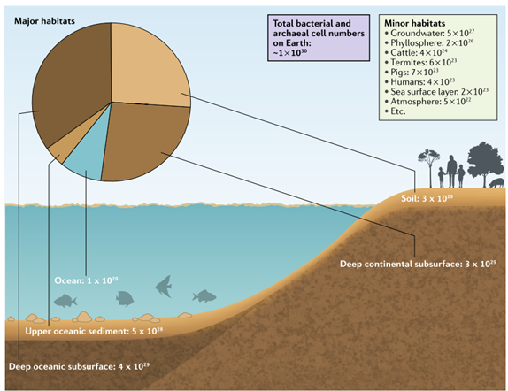 Deep continental subsurface is an extensive habitat containing ~ 3X10^29 prokaryotic cells1/60th of this number thrive in Groundwater (~ 5X10^27) => mind blowing no?Flemming  http://et.al .  @NatureRevMicro 2018 Thread 1/9