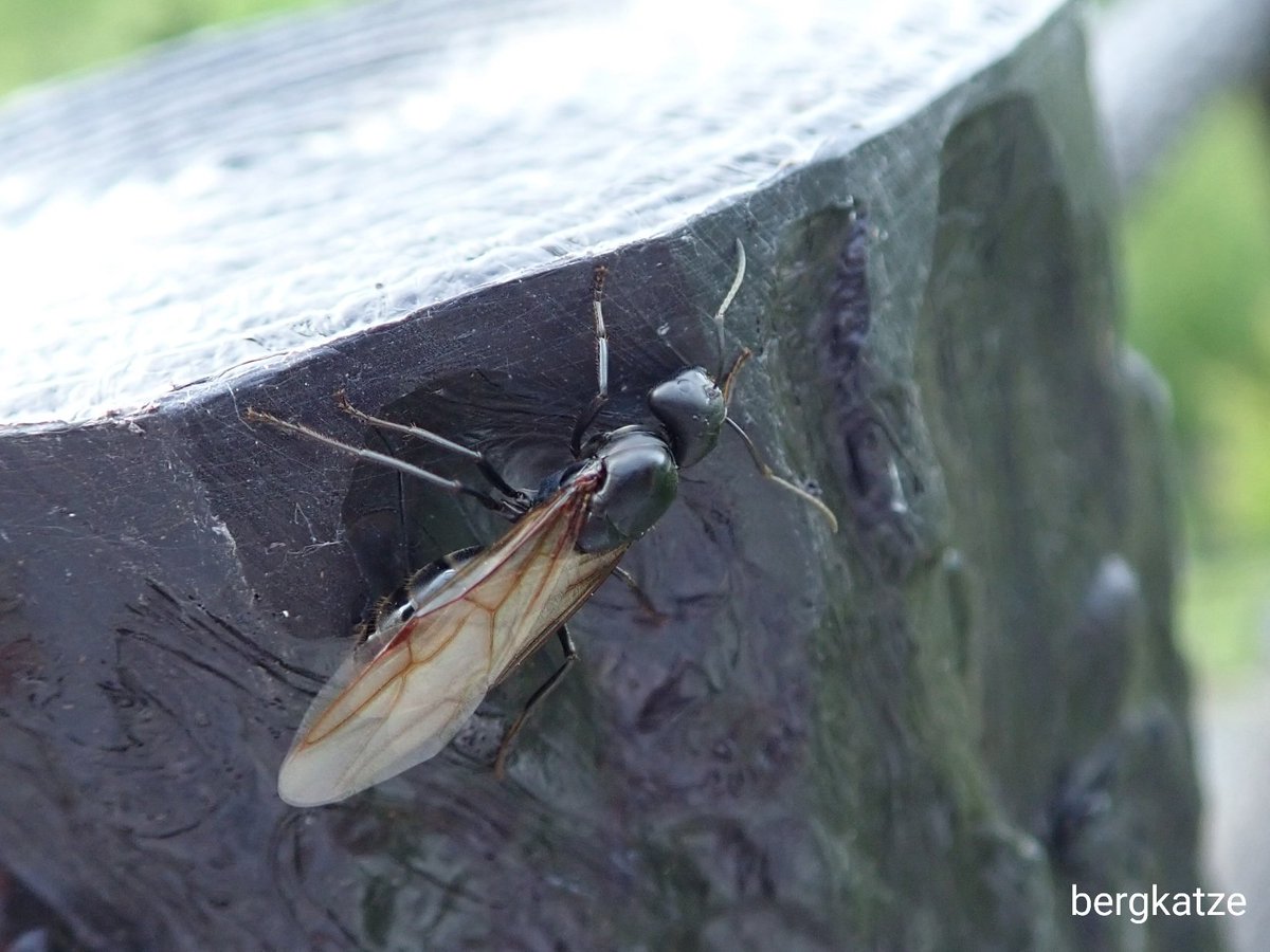 Bergkatze على تويتر オオアリ属の1種 Camponotus Sp 大きなオオアリ属の女王 膜翅 アリ科 Bergkatze على تويتر オオアリ属の1種 Camponotus Sp 大きなオオアリ属の女王 膜翅 アリ科