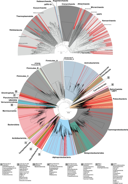 What we find? A huge phylogenetic diversity of Bacteria and Archaea (lines in red) and 158 genome clusters that are prevalent in both locations! A common core microbiome of deep oligotrophic groundwaters!