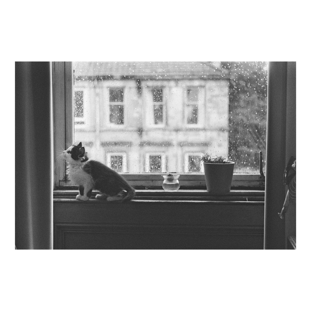 bethchalmers_'s tweet photo. More Gwen content. Completely angelic apart from when he is trying to kill me 🖤 Very nice to shoot on a fully manual camera again. Had forgotten how to use a light meter #zenitem https://t.co/JVWaRlwcUL