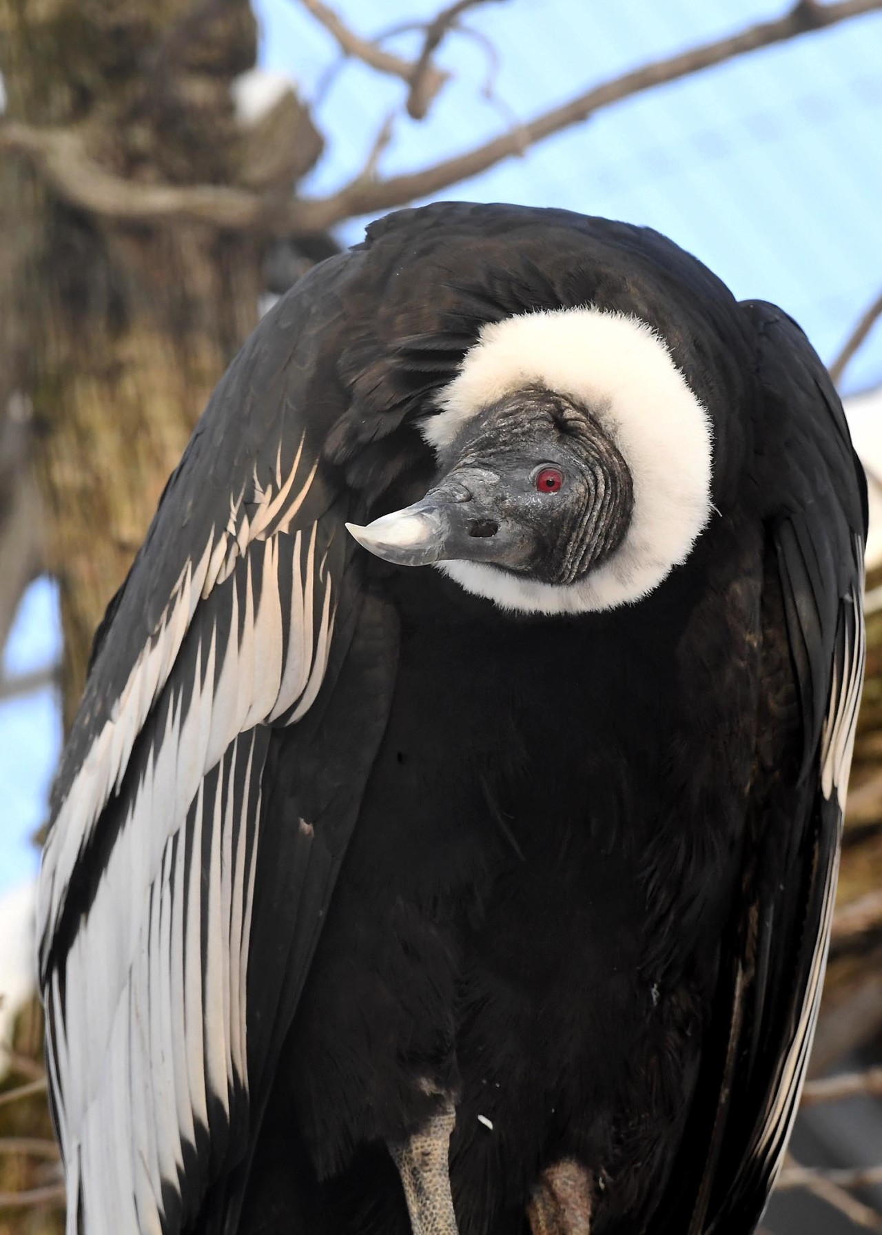 Condor chat