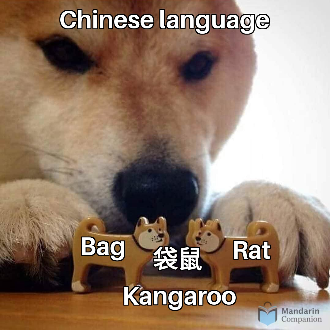 MandrnCompanion's tweet photo. This word makes me laugh, every. single. time. Dàishǔ; the bag rat. Look it up.
#袋鼠 #daishu #kangaroo #bagrat https://t.co/q2YFSMua1f