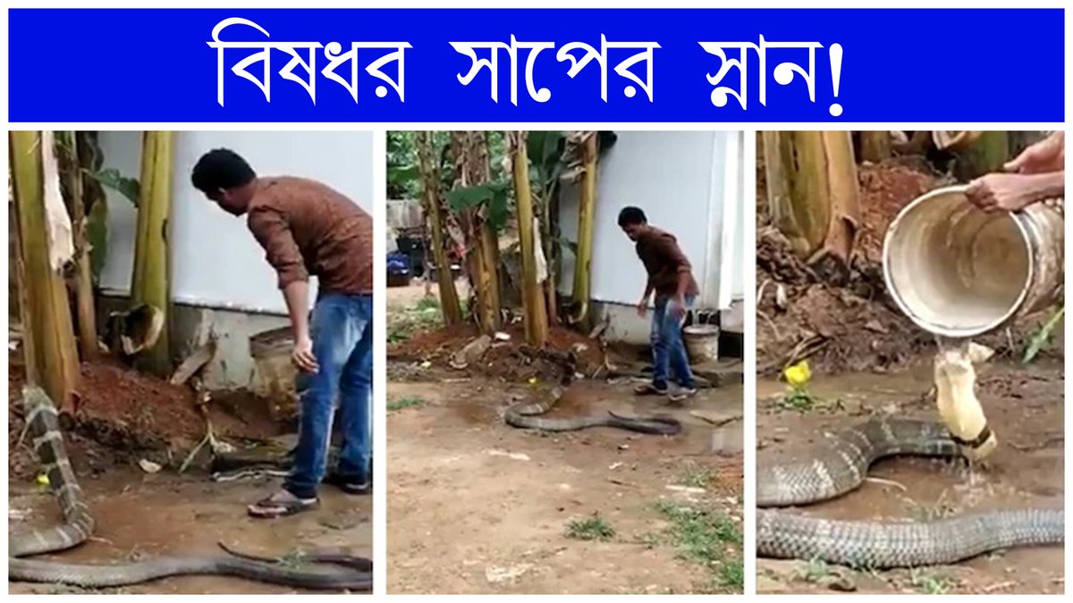 Man gives bath to King Cobra video goes viral |
For full story: youtu.be/Y4vl37RlR2k
#viralvideo #Viral #Snake #KingCobra #goesviral #man #water #Cobra #cobravideo